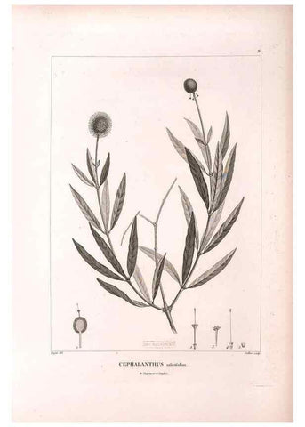 Reproducción/Reproduction 48979169763: Monographie des melastomacées,. Londres,Gide,1833.. 