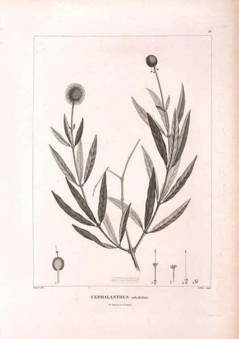 Reproducción/Reproduction 48979169763: Monographie des melastomacées,. Londres,Gide,1833.. 
