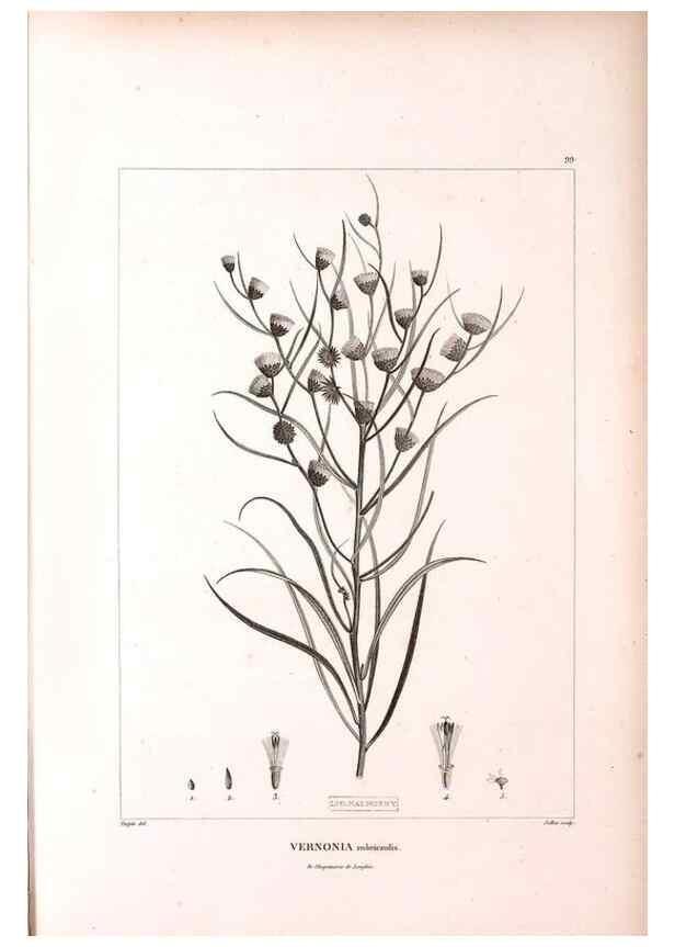 Reproducción/Reproduction 48979170033: Monographie des melastomacées,. Londres,Gide,1833.. 