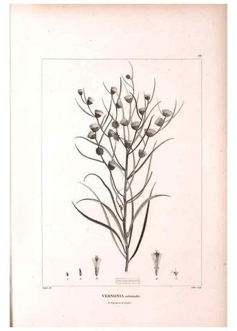 Reproducción/Reproduction 48979170033: Monographie des melastomacées,. Londres,Gide,1833.. 