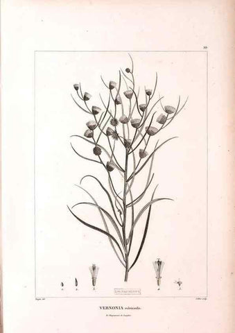 Reproducción/Reproduction 48979170033: Monographie des melastomacées,. Londres,Gide,1833.. 
