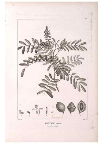Reproducción/Reproduction 48979170278: Monographie des melastomacées,. Londres,Gide,1833.. 