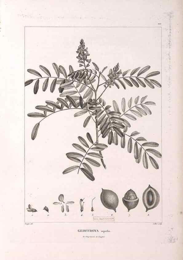 Reproducción/Reproduction 48979170278: Monographie des melastomacées,. Londres,Gide,1833.. 