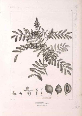 Reproducción/Reproduction 48979170278: Monographie des melastomacées,. Londres,Gide,1833.. 