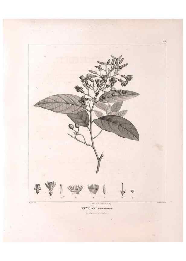 Reproducción/Reproduction 48979170508: Monographie des melastomacées,. Londres,Gide,1833.. 