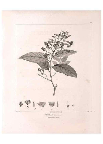 Reproducción/Reproduction 48979170508: Monographie des melastomacées,. Londres,Gide,1833.. 