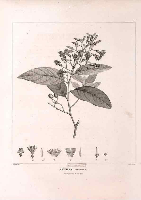 Reproducción/Reproduction 48979170508: Monographie des melastomacées,. Londres,Gide,1833.. 