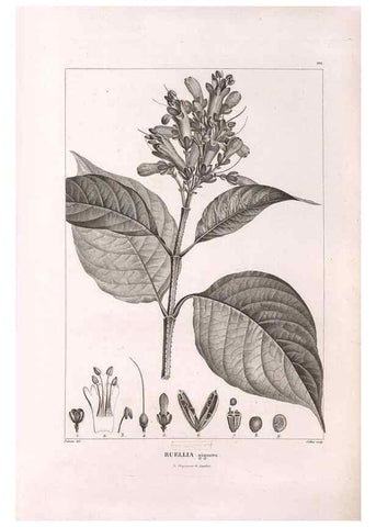 Reproducción/Reproduction 48979729466: Monographie des melastomacées,. Londres,Gide,1833.. 