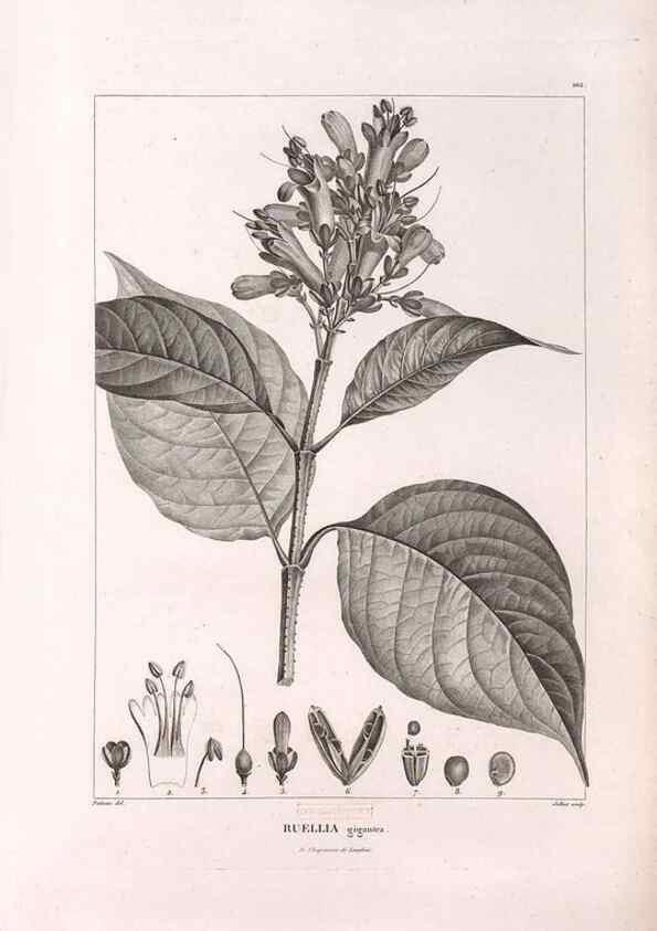 Reproducción/Reproduction 48979729466: Monographie des melastomacées,. Londres,Gide,1833.. 