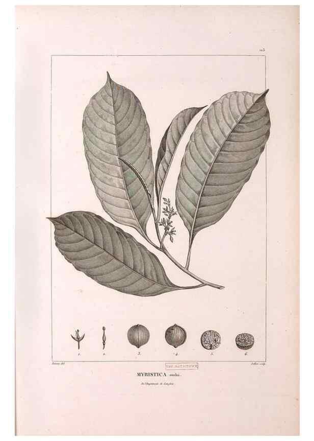 Reproducción/Reproduction 48979907837: Monographie des melastomacées,. Londres,Gide,1833.. 