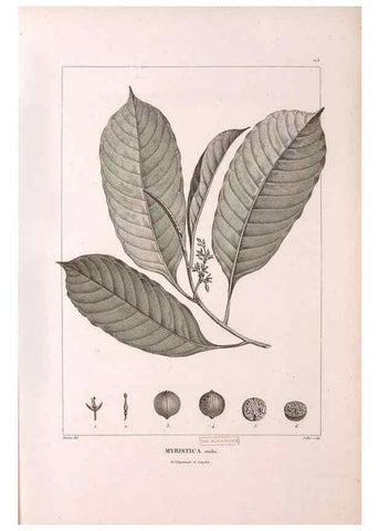 Reproducción/Reproduction 48979907837: Monographie des melastomacées,. Londres,Gide,1833.. 