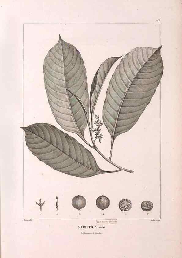 Reproducción/Reproduction 48979907837: Monographie des melastomacées,. Londres,Gide,1833.. 