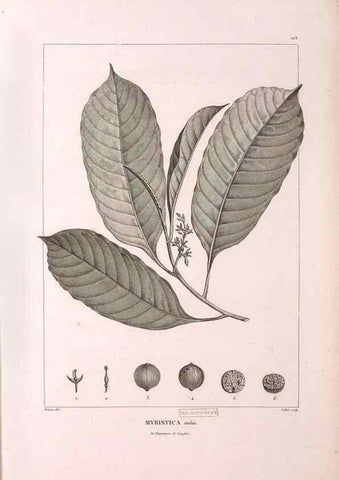 Reproducción/Reproduction 48979907837: Monographie des melastomacées,. Londres,Gide,1833.. 