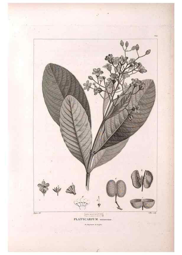 Reproducción/Reproduction 48979171333: Monographie des melastomacées,. Londres,Gide,1833.. 