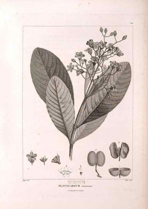 Reproducción/Reproduction 48979171333: Monographie des melastomacées,. Londres,Gide,1833.. 