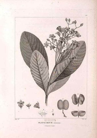 Reproducción/Reproduction 48979171333: Monographie des melastomacées,. Londres,Gide,1833.. 