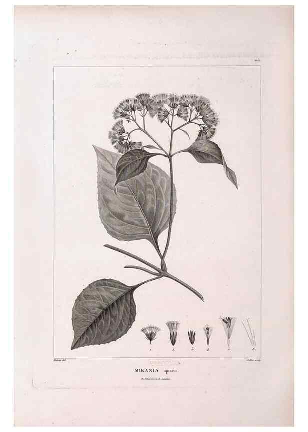 Reproducción/Reproduction 48979730331: Monographie des melastomacées,. Londres,Gide,1833.. 