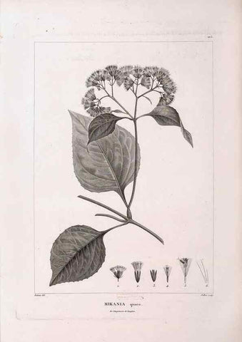 Reproducción/Reproduction 48979730331: Monographie des melastomacées,. Londres,Gide,1833.. 