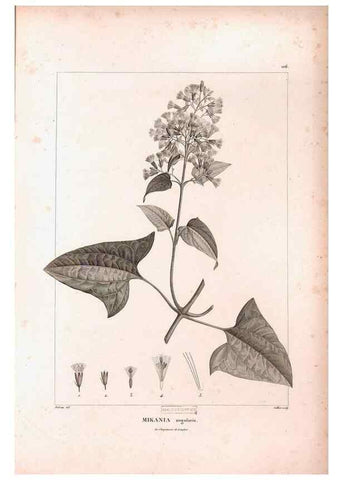 Reproducción/Reproduction 48979908757: Monographie des melastomacées,. Londres,Gide,1833.. 