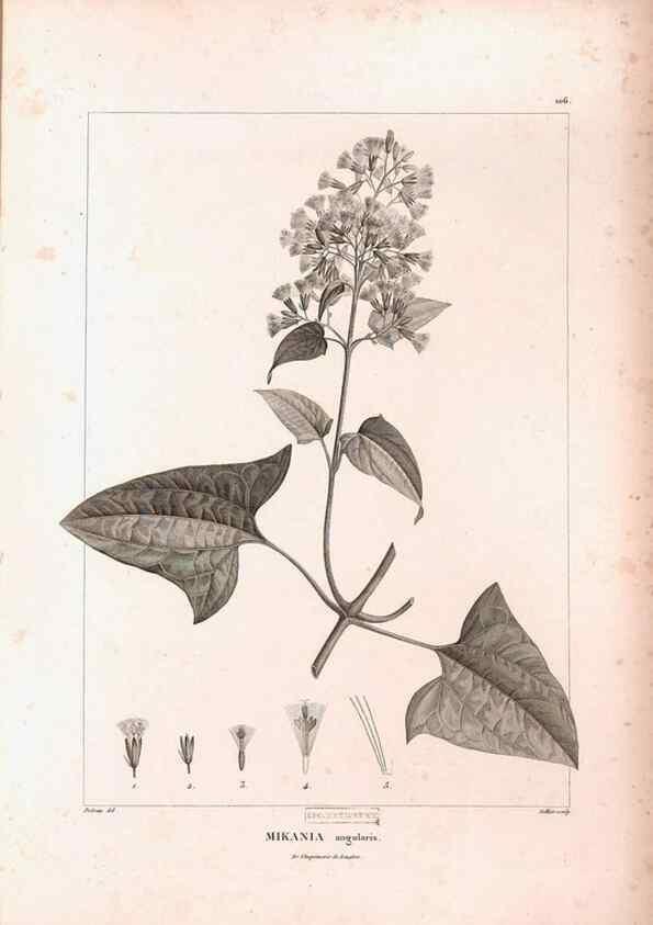Reproducción/Reproduction 48979908757: Monographie des melastomacées,. Londres,Gide,1833.. 