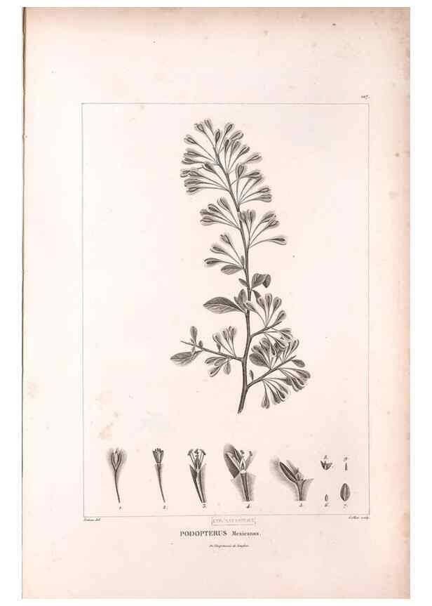 Reproducción/Reproduction 48979730776: Monographie des melastomacées,. Londres,Gide,1833.. 