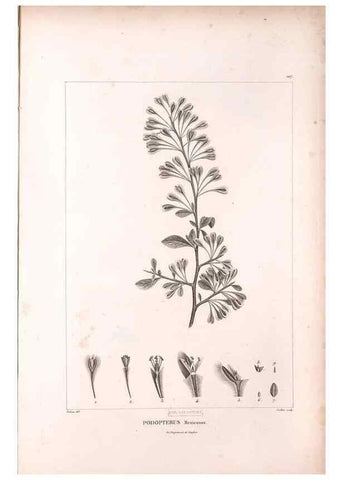 Reproducción/Reproduction 48979730776: Monographie des melastomacées,. Londres,Gide,1833.. 