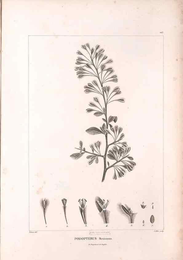 Reproducción/Reproduction 48979730776: Monographie des melastomacées,. Londres,Gide,1833.. 