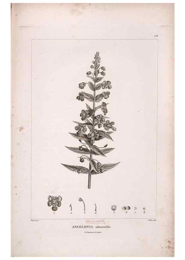 Reproducción/Reproduction 48979909417: Monographie des melastomacées,. Londres,Gide,1833.. 