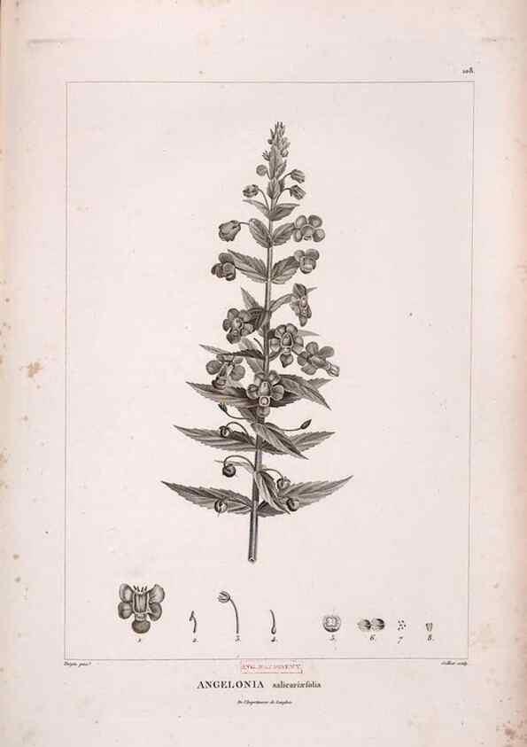 Reproducción/Reproduction 48979909417: Monographie des melastomacées,. Londres,Gide,1833.. 