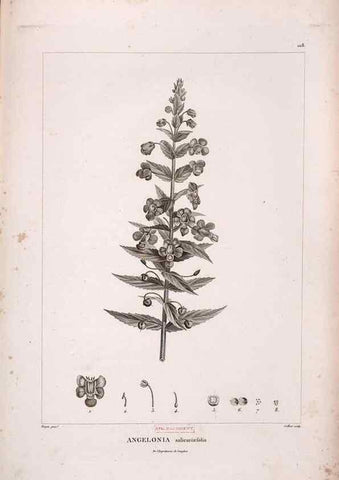 Reproducción/Reproduction 48979909417: Monographie des melastomacées,. Londres,Gide,1833.. 