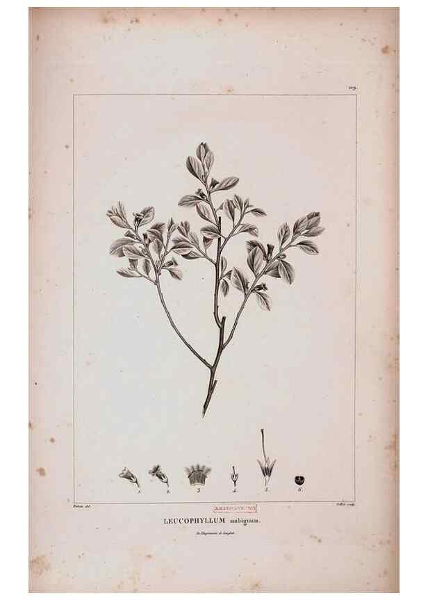 Reproducción/Reproduction 48979731386: Monographie des melastomacées,. Londres,Gide,1833.. 