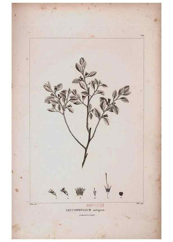 Reproducción/Reproduction 48979731386: Monographie des melastomacées,. Londres,Gide,1833.. 