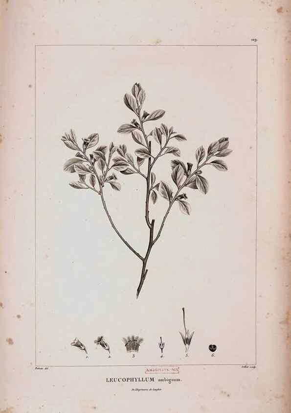 Reproducción/Reproduction 48979731386: Monographie des melastomacées,. Londres,Gide,1833.. 