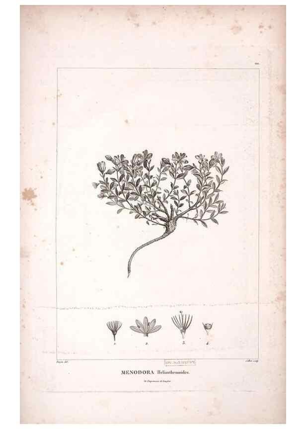 Reproducción/Reproduction 48979173138: Monographie des melastomacées,. Londres,Gide,1833.. 