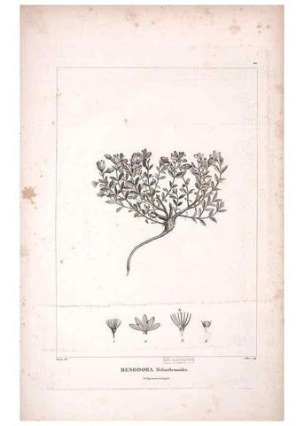 Reproducción/Reproduction 48979173138: Monographie des melastomacées,. Londres,Gide,1833.. 