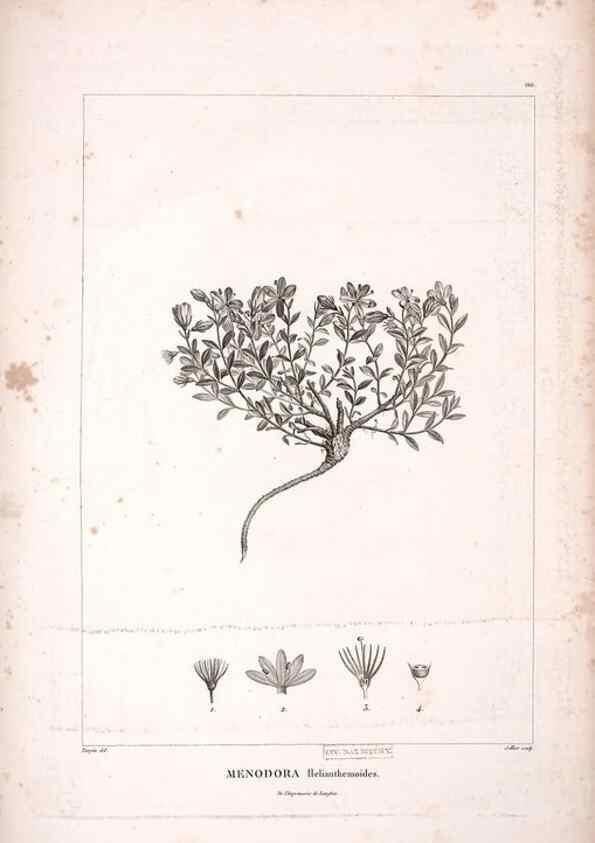 Reproducción/Reproduction 48979173138: Monographie des melastomacées,. Londres,Gide,1833.. 