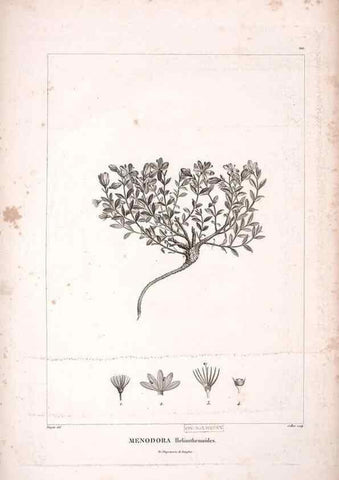 Reproducción/Reproduction 48979173138: Monographie des melastomacées,. Londres,Gide,1833.. 
