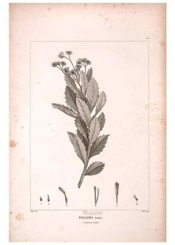 Reproducción/Reproduction 48979173483: Monographie des melastomacées,. Londres,Gide,1833.. 