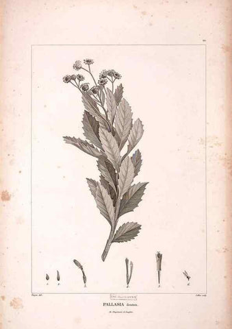 Reproducción/Reproduction 48979173483: Monographie des melastomacées,. Londres,Gide,1833.. 