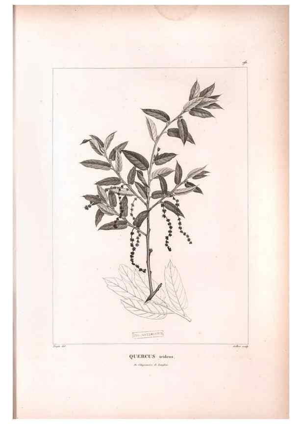 Reproducción/Reproduction 48979169228: Monographie des melastomacées,. Londres,Gide,1833.. 