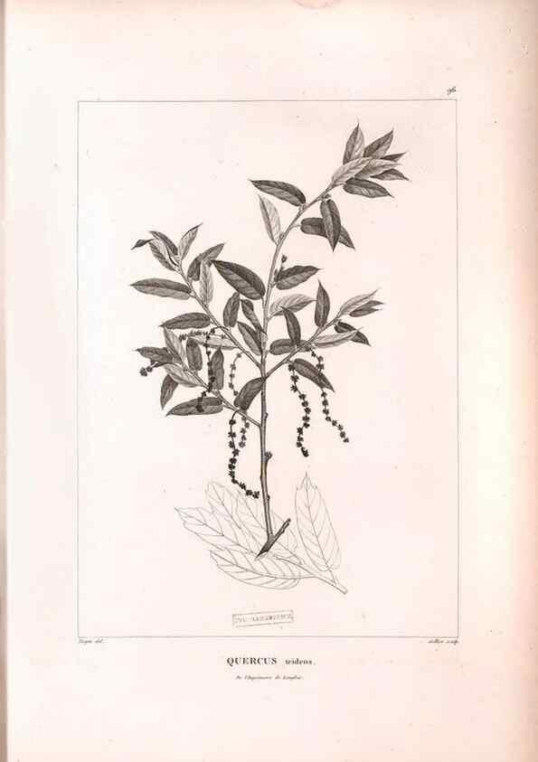 Reproducción/Reproduction 48979169228: Monographie des melastomacées,. Londres,Gide,1833.. 