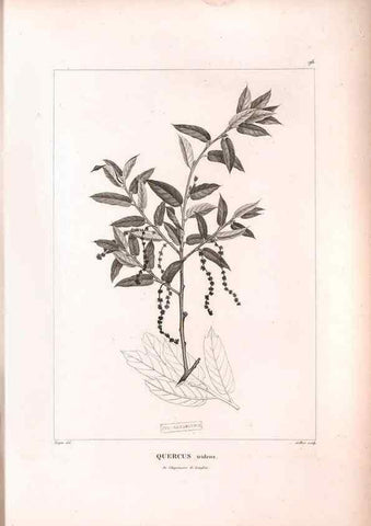 Reproducción/Reproduction 48979169228: Monographie des melastomacées,. Londres,Gide,1833.. 