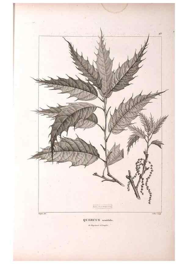 Reproducción/Reproduction 48979168968: Monographie des melastomacées,. Londres,Gide,1833.. 