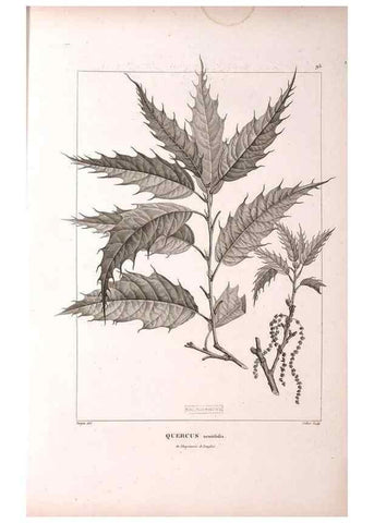 Reproducción/Reproduction 48979168968: Monographie des melastomacées,. Londres,Gide,1833.. 