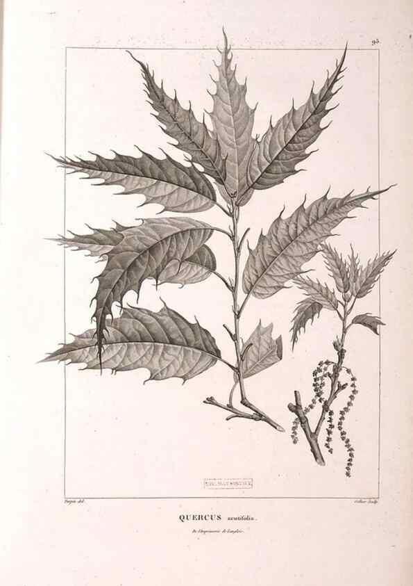 Reproducción/Reproduction 48979168968: Monographie des melastomacées,. Londres,Gide,1833.. 