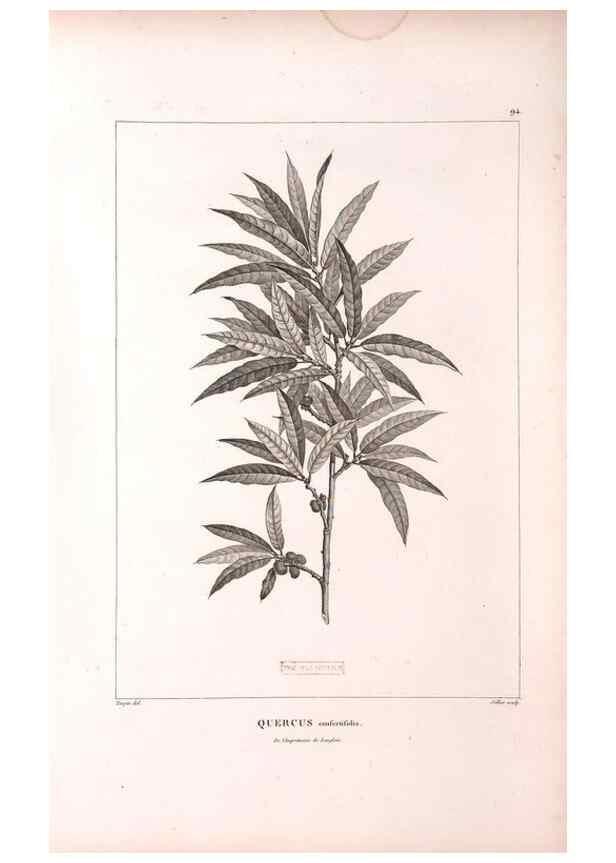 Reproducción/Reproduction 48979168643: Monographie des melastomacées,. Londres,Gide,1833.. 
