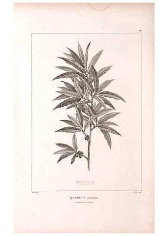 Reproducción/Reproduction 48979168643: Monographie des melastomacées,. Londres,Gide,1833.. 