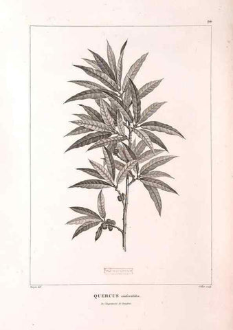 Reproducción/Reproduction 48979168643: Monographie des melastomacées,. Londres,Gide,1833.. 