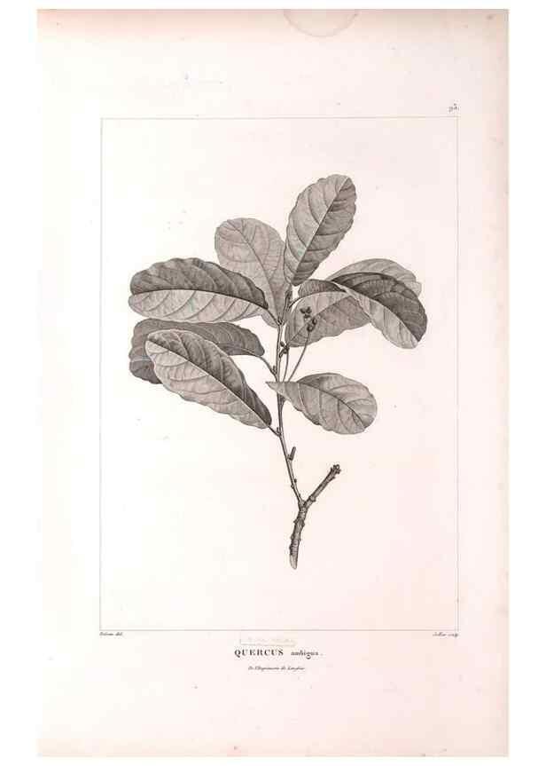 Reproducción/Reproduction 48979727586: Monographie des melastomacées,. Londres,Gide,1833.. 