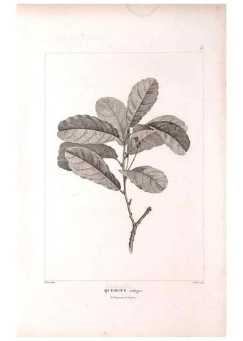 Reproducción/Reproduction 48979727586: Monographie des melastomacées,. Londres,Gide,1833.. 
